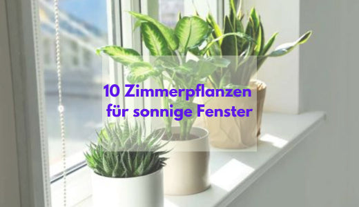 compo klee entferner Compo Expert Rasendnger mit Unkrautvernichter Floranid  rasenwelt GmbH
