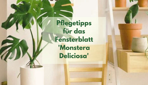 Der Pflegeratgeber fr das Fensterblatt Monstera 'deliciosa'  BloomBoxClub  Austria