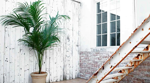 Alles was du ber die Kentia Palme wissen musst  BloomBoxClub Austria
