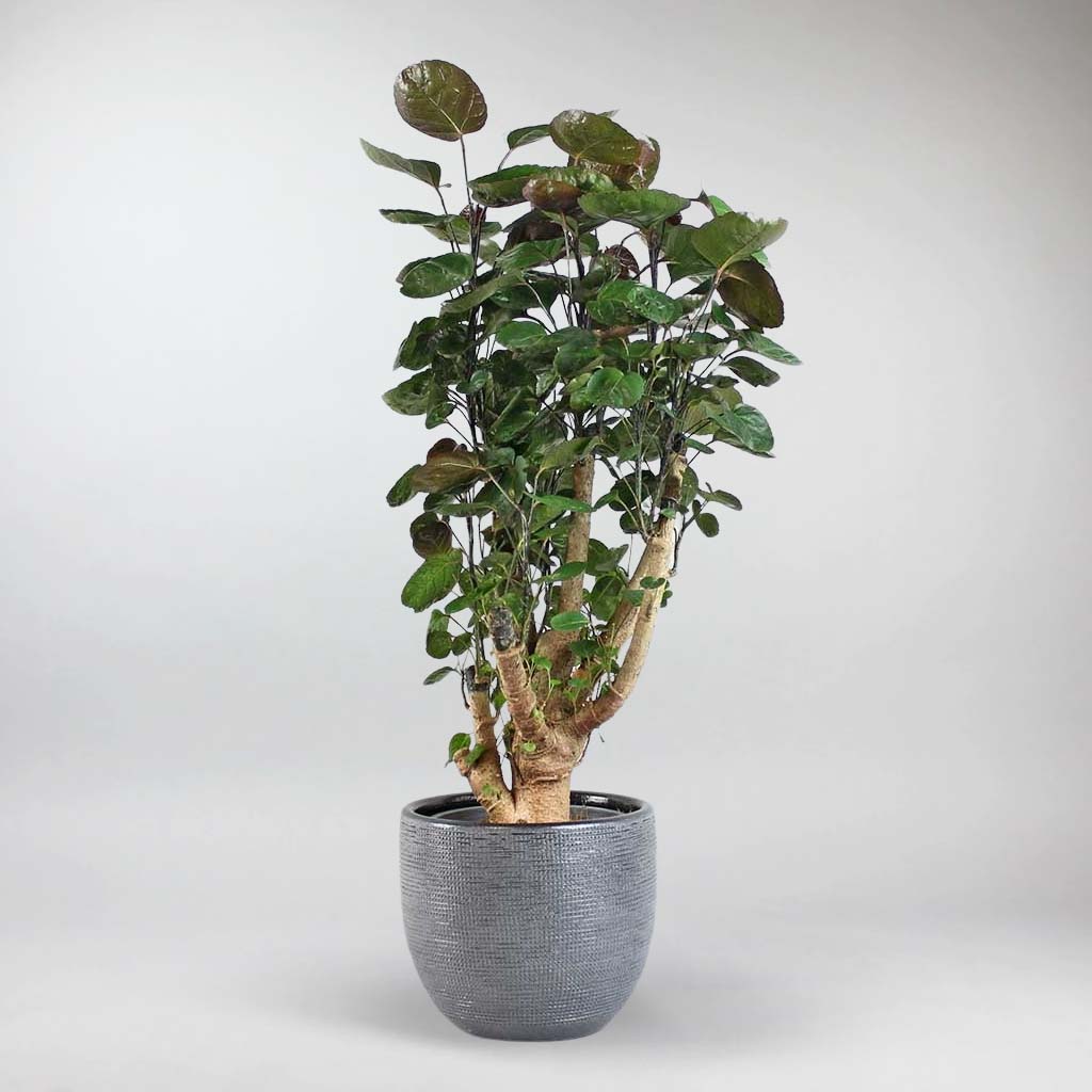 Set: Aralia Fabian & Stitch Pot