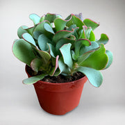 Curly Jade | Crassula Curly Green