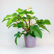 Baumfreund Squamiferum | Philodendron Squamiferum