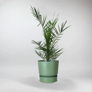 Kanarische Dattelpalme | Phoenix Canariensis