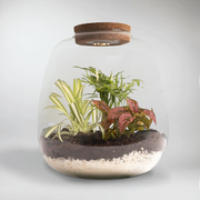 Paradies Pflanzen Flaschengarten DIY Kit | Erstelle deinen eigenen Miniatur-Dschungel