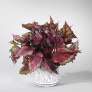 Begonie Rex 'Spitfire'