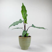 Elefantenohr 'Lauterbachiana' | Alocasia lauterbachiana
