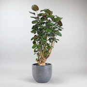 Fiederaralie Fabian & Stitch Topf