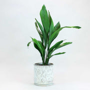 Schusterpalme | Aspidistra elatior