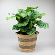Korbmarante 'Orbifolia' - Calathea 'orbifolia'