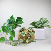 Herzförmige Pflanzen mit Töpfen| Geschenk für Pflanzenliebhaber