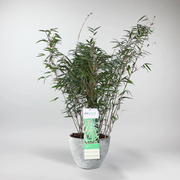 Schirmbambus | Fargesia Rufa