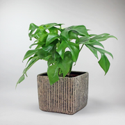 Monstera Minima Kletterpflanze | Rhaphidophora tetrasperma