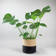 Fensterblatt 'Monstera deliciosa'