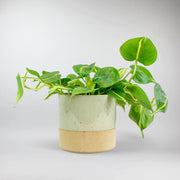 Herzförmiger Philodendron 'Brazil' | Philodendron scandens 'Brazil'