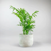 Bergpalme - 'Chamaedorea elegans'