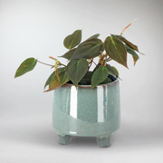 Herzblättriger Philodendron 'Micans'