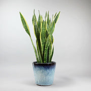 Bogenhanf 'Laurentii' - Sansevieria trifasciata 'Laurentii'