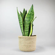 Bogenhanf | Sansevieria futura superba