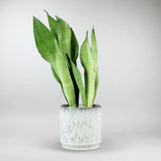 Bogenhanf Moonshine | Sansevieria trifasciata 'Moonshine'