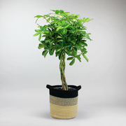 Schefflera 'Gold Capella' | Schefflera arboricola 'Gold Capella'