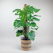 Monstera Deliciosa mit Moosstab - Monstera deliciosa
