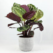 Korbmarante 'Medallion' - Calathea roseopicta