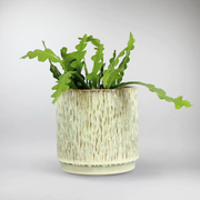 Sägeblattkaktus - Epiphyllum anguliger