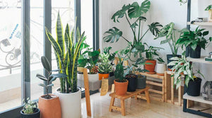 Pflanzen in Wohnzimmer