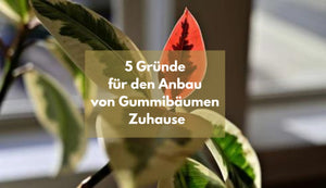 5 Gründe für den Anbau von Gummibäumen Zuhause