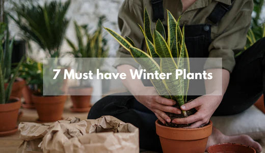 7 Must-Have-Pflanzen für den Winter