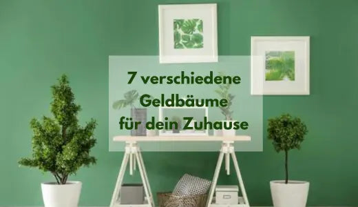 7 verschiedene Geldbäume für dein Zuhause