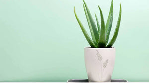 Aloe Vera Pflanzenpflege - Anbau, Vorteile und Pflegetipps