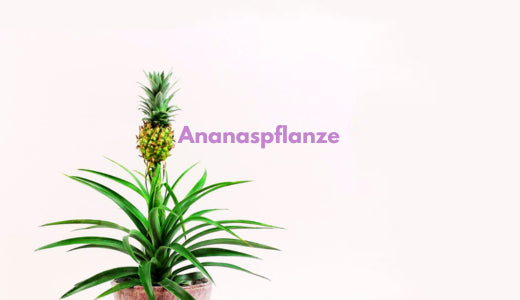 Die Pflanze des Monats: Die Ananas
