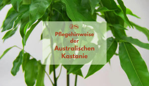 Pflegetipps für die Australische Kastanie