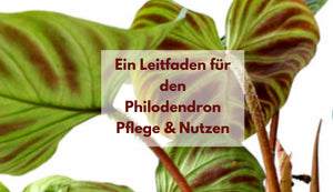Ein Leitfaden für den Philodendron: Pflege & Nutzen
