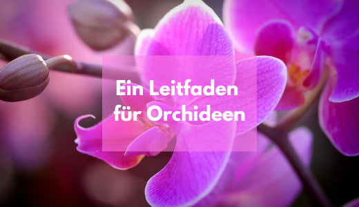 Ein Leitfaden für Orchideen – verschiedene Arten und Pflegetipps