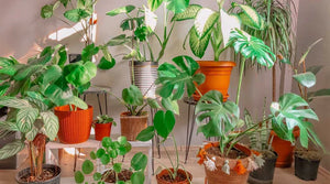 Interessante Fakten über Zimmerpflanzen, die du kennen solltest!