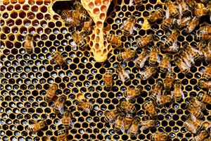 Lasst uns über Bienen sprechen