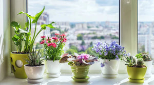 10 duftende Pflanzen für dein Zuhause