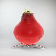 Amaryllis Bulb in Red Wax (Kolibri Red) P7 H15