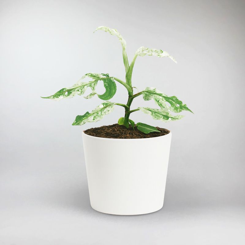 Frozen Freckles Monstera | Monstera Frozen Freckles