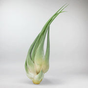 Tillandsia Seleriana | Tillandsia Seleriana