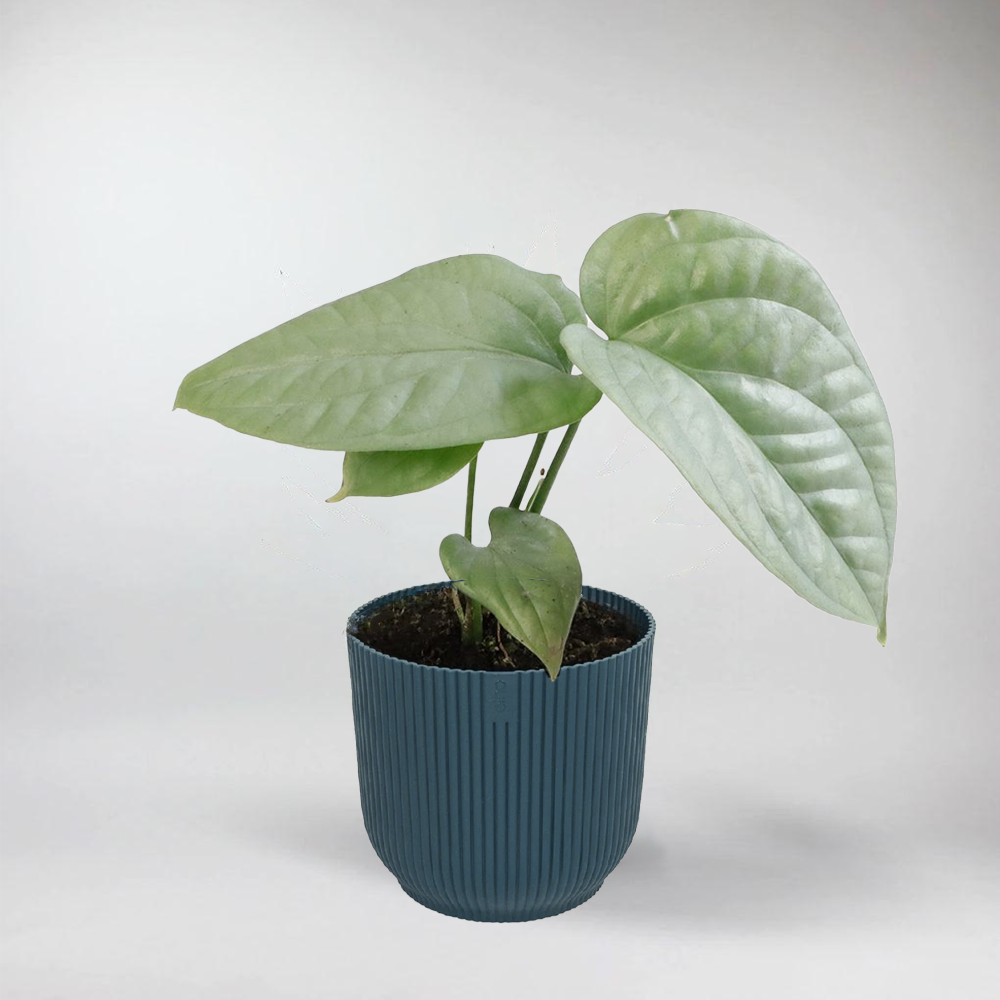 Monstera Amydrium Medium Silver - Flaschengarten Mini Pflanzen