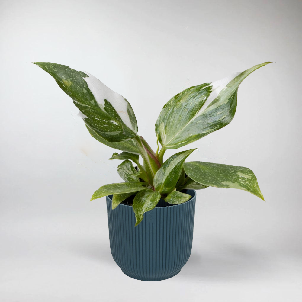 Philodendron White Princess - Flaschengarten Mini Pflanzen