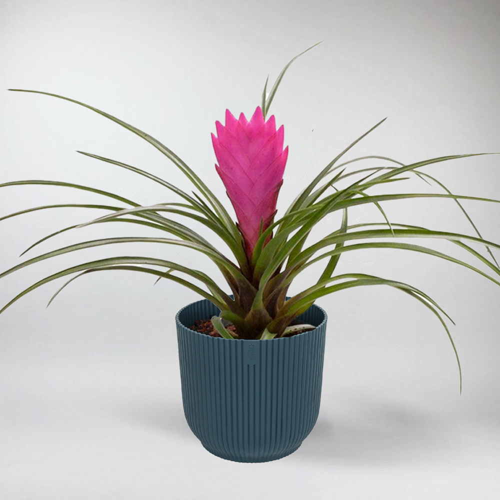 Tillandsia Cyanea - Flaschengarten Mini Pflanzen