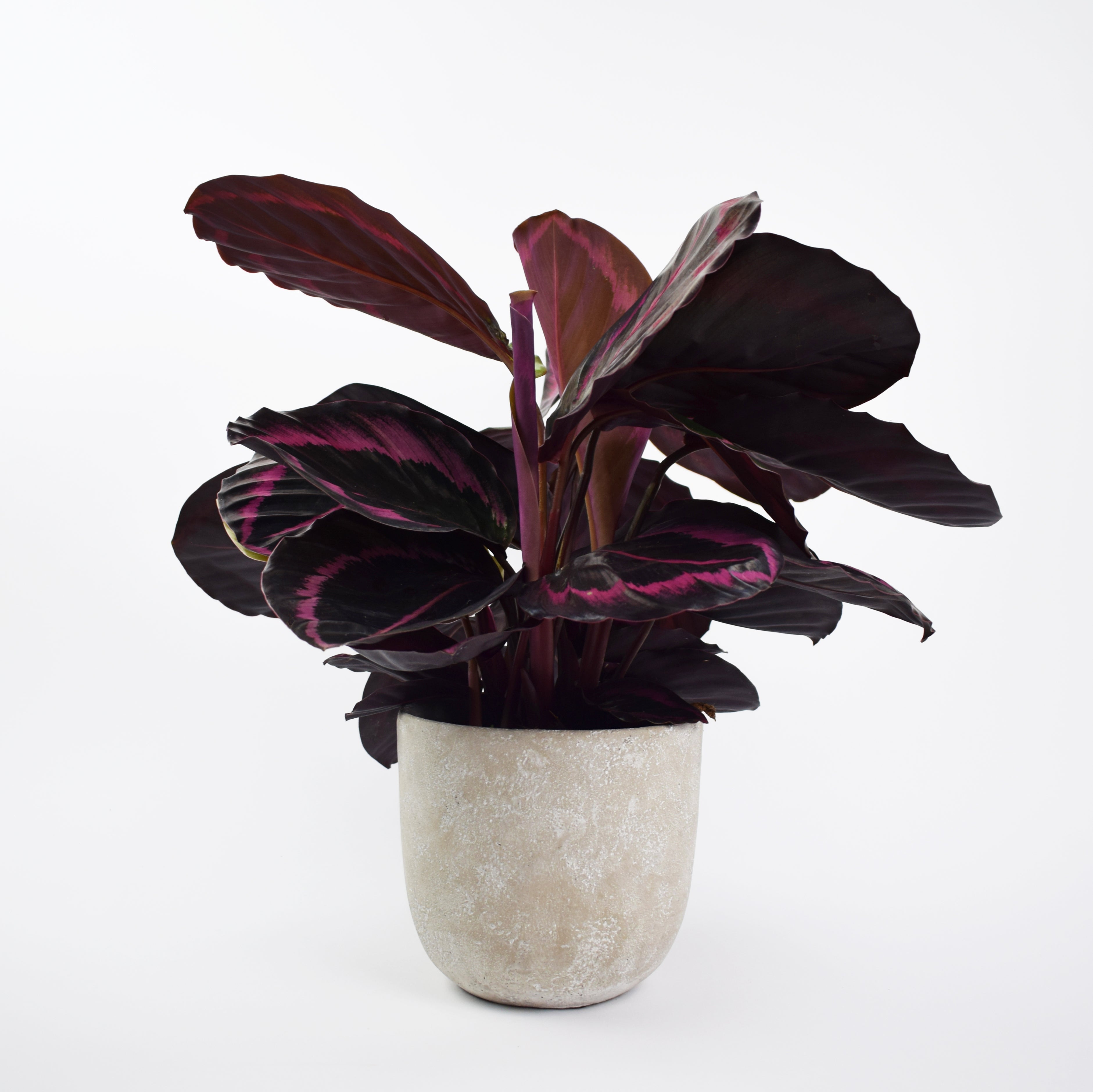 Calathea roseopicta Dottie