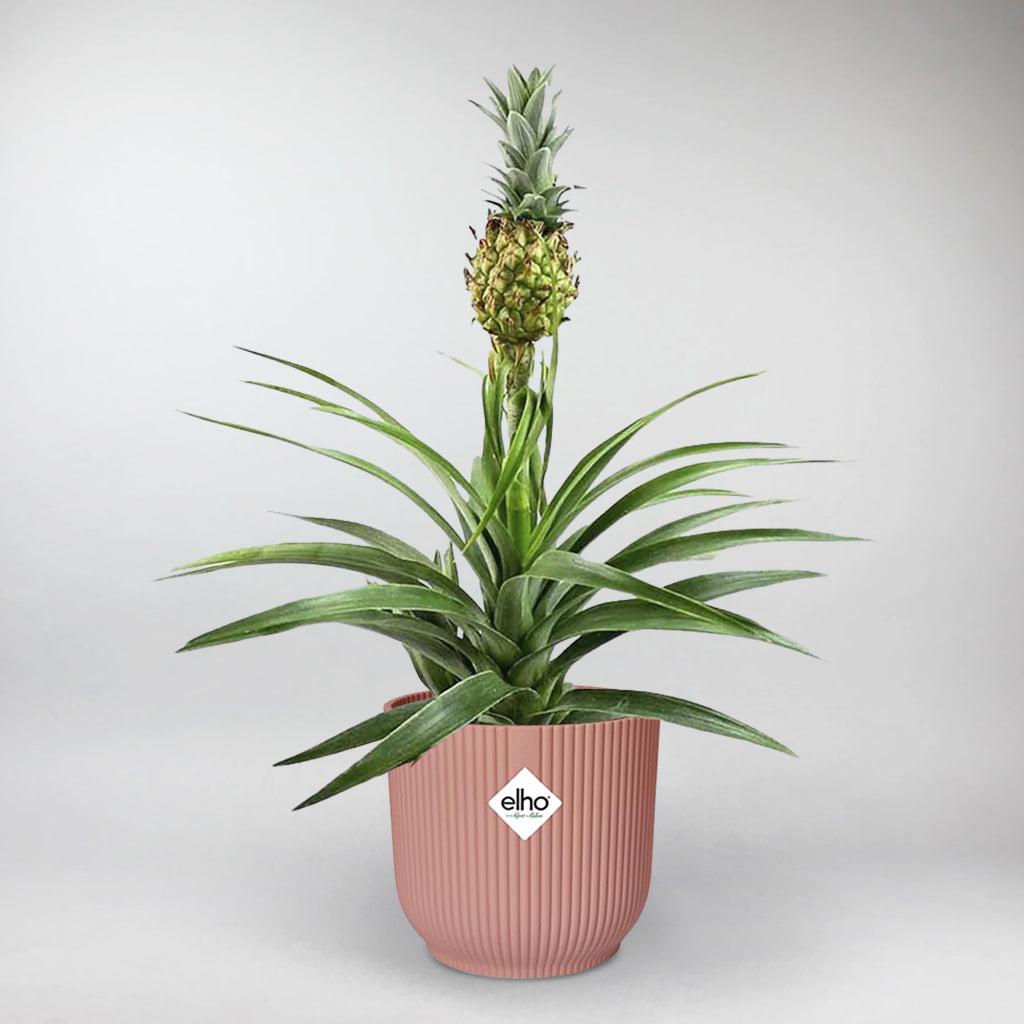 Pineapple Plant with Pink ELHO Vibes Pot | Ananas Corona with Pink ELHO Vibes Pot
