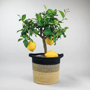 Zitronenbaum | 'Citrus limon'