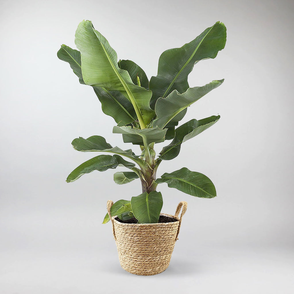 bananenpflanze arten Frisch & Direkt an dich: Kaufe die Bananenpflanze bei Bloombox Club – BloomBoxClub Austria