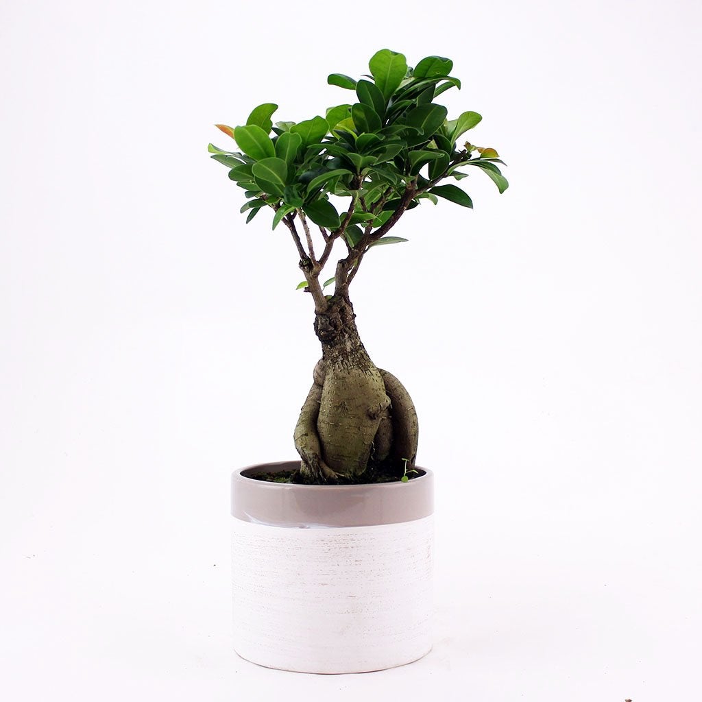 Chinesische Feige 'Ficus Ginseng Bonsai'